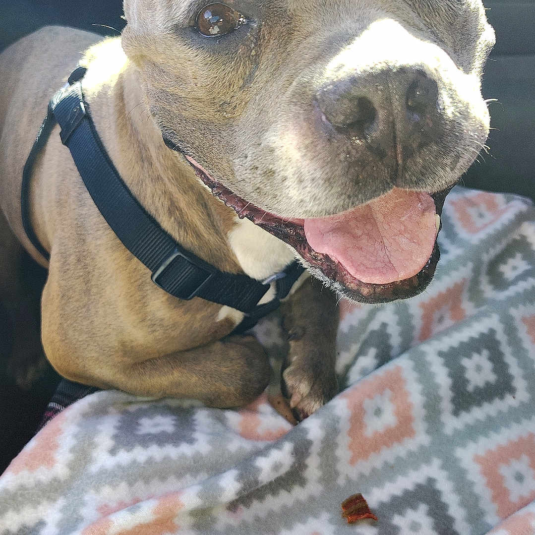 Nova-Rain is registered to the contest to win money with this photo: accessories, animal, belt, blanket, bodypart, bostonbull, boxer, bulldog, canine, cushion, dog, frenchbulldog, homedecor, machine, mouth, pet, pitbull, puppy, snout, spoke