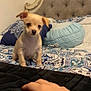 Benji joined the competition — help win amazing prizes! puppy, dog, bed, hand, blanket, pillow, headboard, indoor, cute, small, patterned, fabric, cozy, furniture, human_hand, nail_polish, pink, light, room, resting