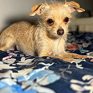 Benji joined the competition — help win amazing prizes! dog, small_dog, tan_fur, scruffy, bed, floral_bedspread, indoor, pet, animal, lying_down, close_up, cute, ears, fur, bedroom, resting, domestic_animal, companion, portrait, soft_light
