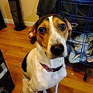 Heidi joined the competition — help win amazing prizes! basket, black, brown, clothes, collar, cord, cute, dog, ears, eyes, face, floor, furniture, heater, home, indoor, pet, sitting, white, wooden_floor