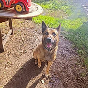 Roc a rejoint le concours — aidez-le/la à gagner de superbes lots ! dog, canine, sitting, smiling, happy, outdoors, sunlight, grass, dirt, mud, garden, yard, toy_tractor, picnic_table, blue_collar, collar, upright_ears, portrait, animal, daylight