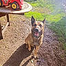 dog, canine, sitting, smiling, happy, outdoors, sunlight, grass, dirt, mud, garden, yard, toy_tractor, picnic_table, blue_collar, collar, upright_ears, portrait, animal, daylight