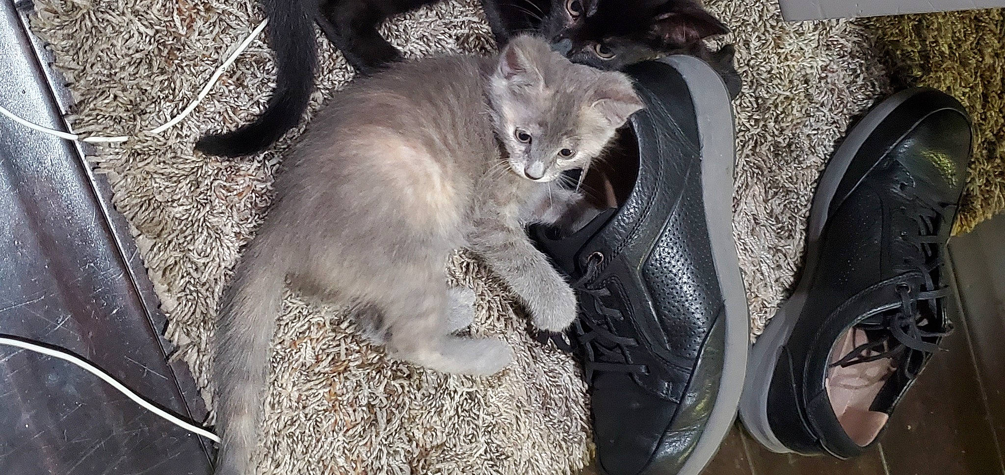 Aurora joined the competition — help win amazing prizes! automotive_tire, carnivore, cat, claw, comfort, dog_breed, domestic_short_haired_cat, fawn, felidae, fur, grey, paw, rim, sitting, small_to_medium_sized_cats, snout, tail, terrestrial_animal, whiskers