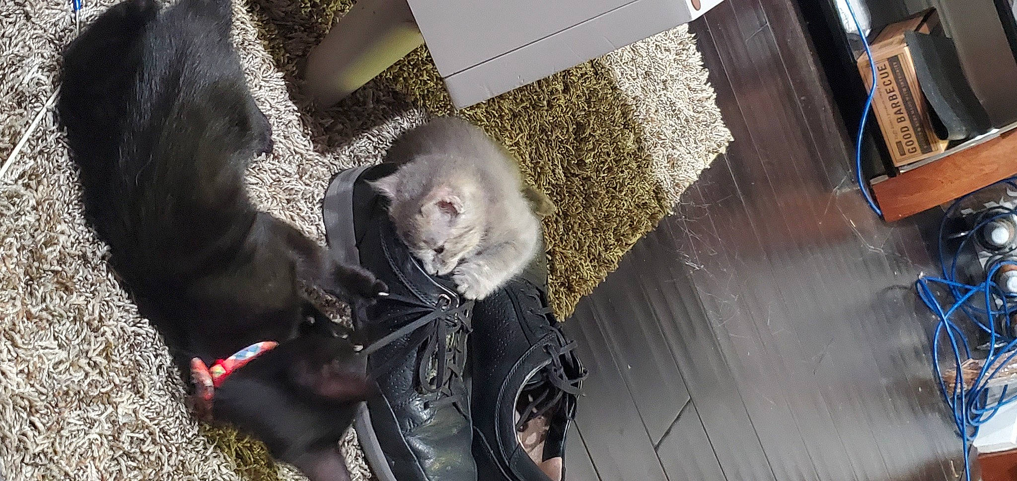 Aurora is registered to the contest to win money with this photo: canidae, carnivore, cat, collar, comfort, dog_breed, domestic_short_haired_cat, fawn, felidae, flooring, fur, grey, hardwood, paw, small_to_medium_sized_cats, snout, tail, whiskers, wood