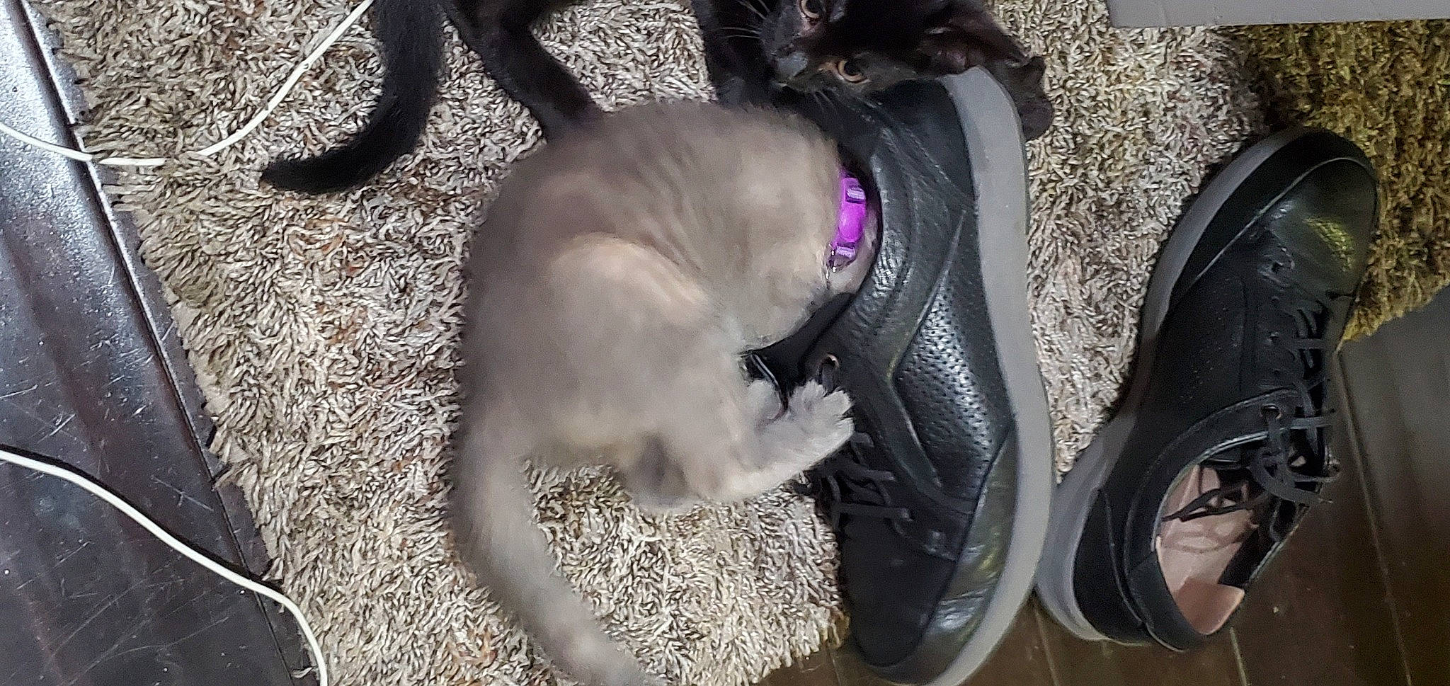 Aurora is registered to the contest to win money with this photo: automotive_tire, carnivore, collar, companion_dog, dog, dog_breed, dog_collar, dog_supply, fawn, felidae, fender, fur, leash, mammal, pet_supply, small_to_medium_sized_cats, snout, tail, vertebrate, working_animal