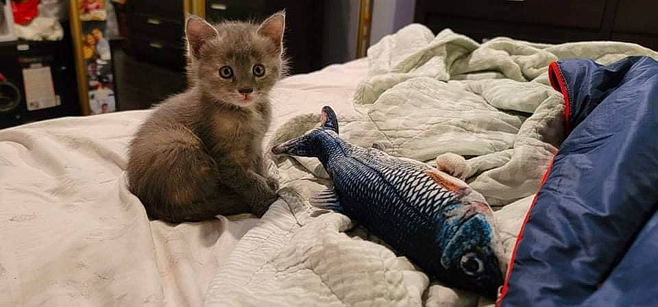 Aurora joined the competition — help win amazing prizes! bed, bedding, carnivore, cat, cat_supply, claw, comfort, domestic_short_haired_cat, felidae, fur, grey, linens, nap, paw, room, small_to_medium_sized_cats, tail, toy, whiskers, wool