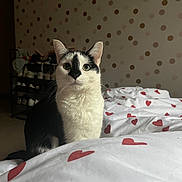 Oscar a rejoint le concours — aidez-le/la à gagner de superbes lots ! cat, black_and_white, bed, blanket, red_hearts, polka_dot_wallpaper, indoor, furniture, shoe_rack, curious, pet, portrait, animal, whiskers, ears, fur, sitting, cozy, home, soft_light