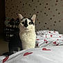cat, black_and_white, bed, blanket, red_hearts, polka_dot_wallpaper, indoor, furniture, shoe_rack, curious, pet, portrait, animal, whiskers, ears, fur, sitting, cozy, home, soft_light
