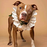 Liv joined the competition — help win amazing prizes! adorable, animal, bow_tie, brown_dog, close-up, cute, dog, domestic_animal, facing_camera, indoor, lace_collar, neutral_background, one-eyed, pet_portrait, pitbull, resilient, short_hair, standing, studio_photo, white_markings