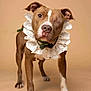 adorable, animal, bow_tie, brown_dog, close-up, cute, dog, domestic_animal, facing_camera, indoor, lace_collar, neutral_background, one-eyed, pet_portrait, pitbull, resilient, short_hair, standing, studio_photo, white_markings