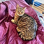 cat, tabby, pet, animal, bed, blanket, maroon, fur, indoor, relaxed, resting, looking, whiskers, ears, tail, cozy, household, furniture, floor, casual