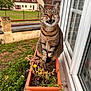 Maia a rejoint le concours — aidez-le/la à gagner de superbes lots ! cat, tabby, flower_pot, plant, window, windowsill, house, garden, fence, greenery, outdoor, animal, pet, smiling, happy, sitting, nature, daylight, brick, funny