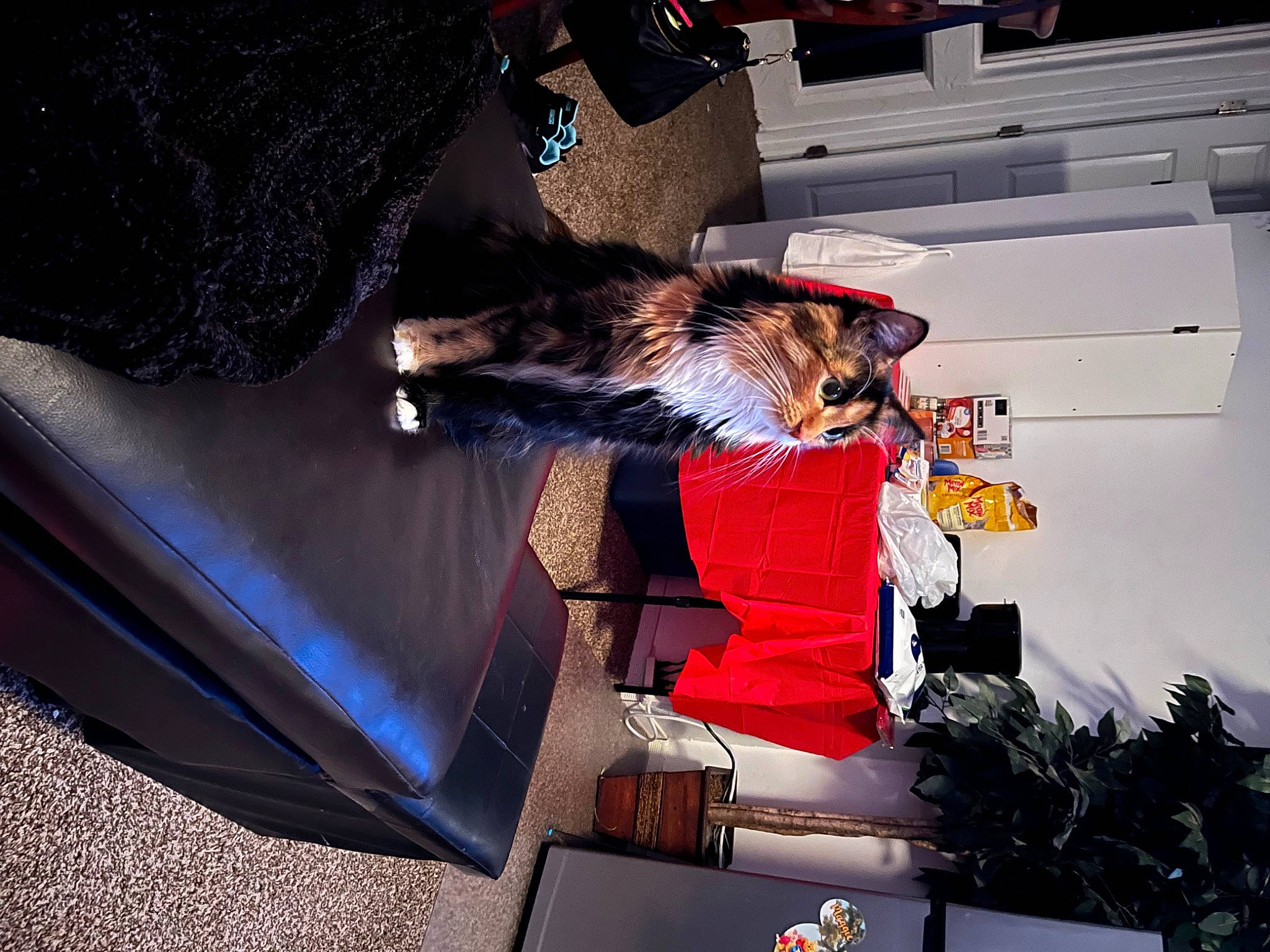 Ember joined the competition — help win amazing prizes! carmine, companion_dog, event, fashion_design, flesh, fun, fur, human_leg, room, tree