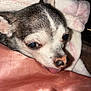 dog, small_dog, chihuahua, close_up, blanket, cozy, sleepy, tongue_out, pet, fur, indoor, resting, cute, snuggling, soft_texture, pink, white, brown, animal_face, domestic_animal