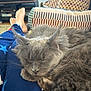 Natasha joined the competition — help win amazing prizes! blurred_background, cat, couch, cozy, domestic_animal, feline, fluffy, gray_cat, home, indoor, legs, living_room, pajamas, pet, pillow, relaxing, resting, sleeping, stars, television