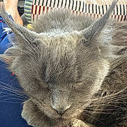 Natasha joined the competition — help win amazing prizes! animal, cat, closeup, cozy, cushion, ears, feline, foot, fur, gray_cat, home, indoor, lap, pattern, pet, relaxing, resting, sleeping, soft, whiskers