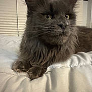 Natasha joined the competition — help win amazing prizes! cat, gray_fur, fluffy, pet, animal, indoor, blanket, bed, resting, relaxed, whiskers, ears, paws, window, blinds, domestic, feline, closeup, fur, comfort