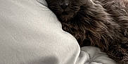 Natasha joined the competition — help win amazing prizes! bed, blinds, cat, closeup, cozy, ears, feline, fluffy, fur, gray_cat, indoor, pet, pillow, portrait, relaxed, resting, soft_light, whiskers, window, yellow_eyes