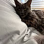 Natasha joined the competition — help win amazing prizes! cat, gray_cat, fluffy, relaxed, pillow, bed, indoor, pet, feline, ears, whiskers, window, blinds, soft_light, closeup, fur, yellow_eyes, resting, cozy, portrait