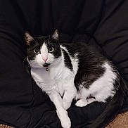 Athena is registered to the contest to win money with this photo: cat, black_and_white, indoor, pet, feline, cushion, chair, relaxed, alert, whiskers, fur, tail, eyes, comfort, domestic_animal, closeup, resting, curious, cute, animal