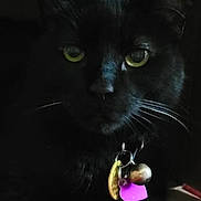 Zach is registered to the contest to win money with this photo: black_cat, cat, pet, animal, whiskers, collar, tags, bell, yellow_eyes, feline, portrait, close_up, indoor, dark_background, resting, fur, cute, domestic_cat, looking, face