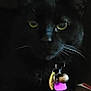 black_cat, cat, pet, animal, whiskers, collar, tags, bell, yellow_eyes, feline, portrait, close_up, indoor, dark_background, resting, fur, cute, domestic_cat, looking, face