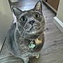 Paisley is registered to the contest to win money with this photo: cat, gray_cat, indoor, pet, curious, wide_eyes, collar, name_tag, fish_shaped_tag, floor, wooden_floor, close_up, looking_up, feline, whiskers, ears, domestic_animal, animal, cute, companion