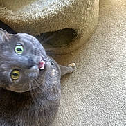 Paisley is registered to the contest to win money with this photo: cat, gray_cat, green_eyes, carpet, cat_tunnel, toys, balls, pet, indoor, feline, curious, mouth_open, animal, household, floor, play, closeup, looking_up, whiskers, fur