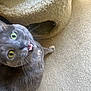 cat, gray_cat, green_eyes, carpet, cat_tunnel, toys, balls, pet, indoor, feline, curious, mouth_open, animal, household, floor, play, closeup, looking_up, whiskers, fur