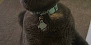 Paisley joined the competition — help win amazing prizes! cat, gray_cat, collar, fish_tag, carpet, indoor, pet, animal, whiskers, ears, close_up, door, floor, curious, feline, domestic_cat, standing, looking_up, house, cute