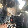 animal, black_fur, blanket, brown_fur, calm, car_interior, car_seat, close_up, collar, companion, dog, hand, indoors, light, pet, resting, seat, seat_cover, shadow, window