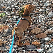 Tuck Tuck is registered to the contest to win money with this photo: dog, leash, harness, rocks, outdoor, brown_dog, pet, nature, animal, small_dog, walking, ground, stones, daylight, adventure, curious, canine, exploring, back_view, quiet