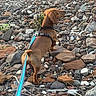 dog, leash, harness, rocks, outdoor, brown_dog, pet, nature, animal, small_dog, walking, ground, stones, daylight, adventure, curious, canine, exploring, back_view, quiet