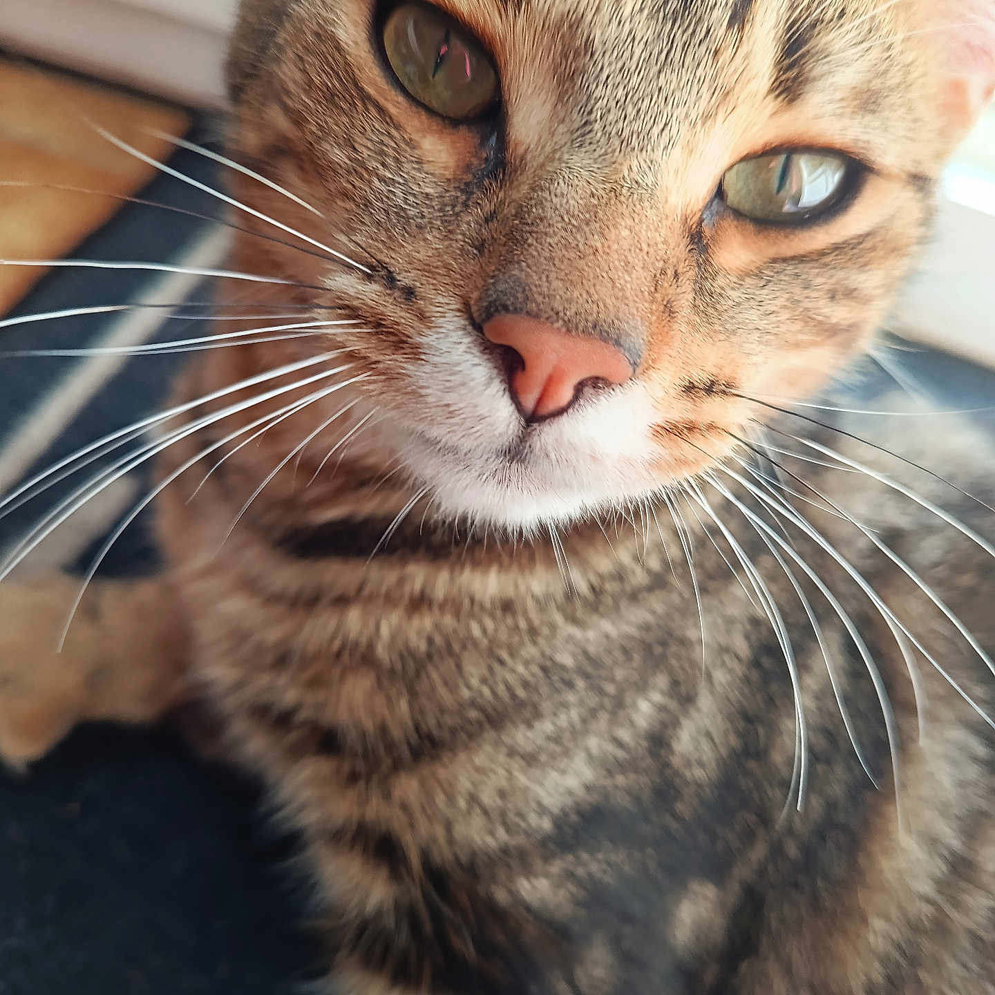 Bagueraa a rejoint le concours — aidez-le/la à gagner de superbes lots ! cat, tabby, feline, pet, animal, close_up, portrait, whiskers, eyes, nose, fur, striped, brown, gray, indoor, curious, alert, face, head, photography