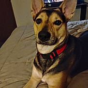 Maggie joined the competition — help win amazing prizes! attention, bed, blanket, collar, dog, ears, eyes, face, fur, indoor, long_ears, muzzle, nose, paws, pet, portrait, red_collar, relaxed, screen, television