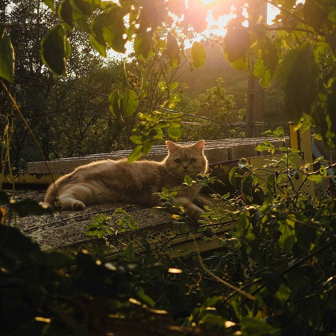 Roxy a rejoint le concours — aidez-le/la à gagner de superbes lots ! branch, carnivore, cat, fawn, felidae, forest, grass, grass_family, landscape, natural_landscape, plant, sky, small_to_medium_sized_cats, sunlight, tail, terrestrial_animal, tints_and_shades, tree, whiskers, wood