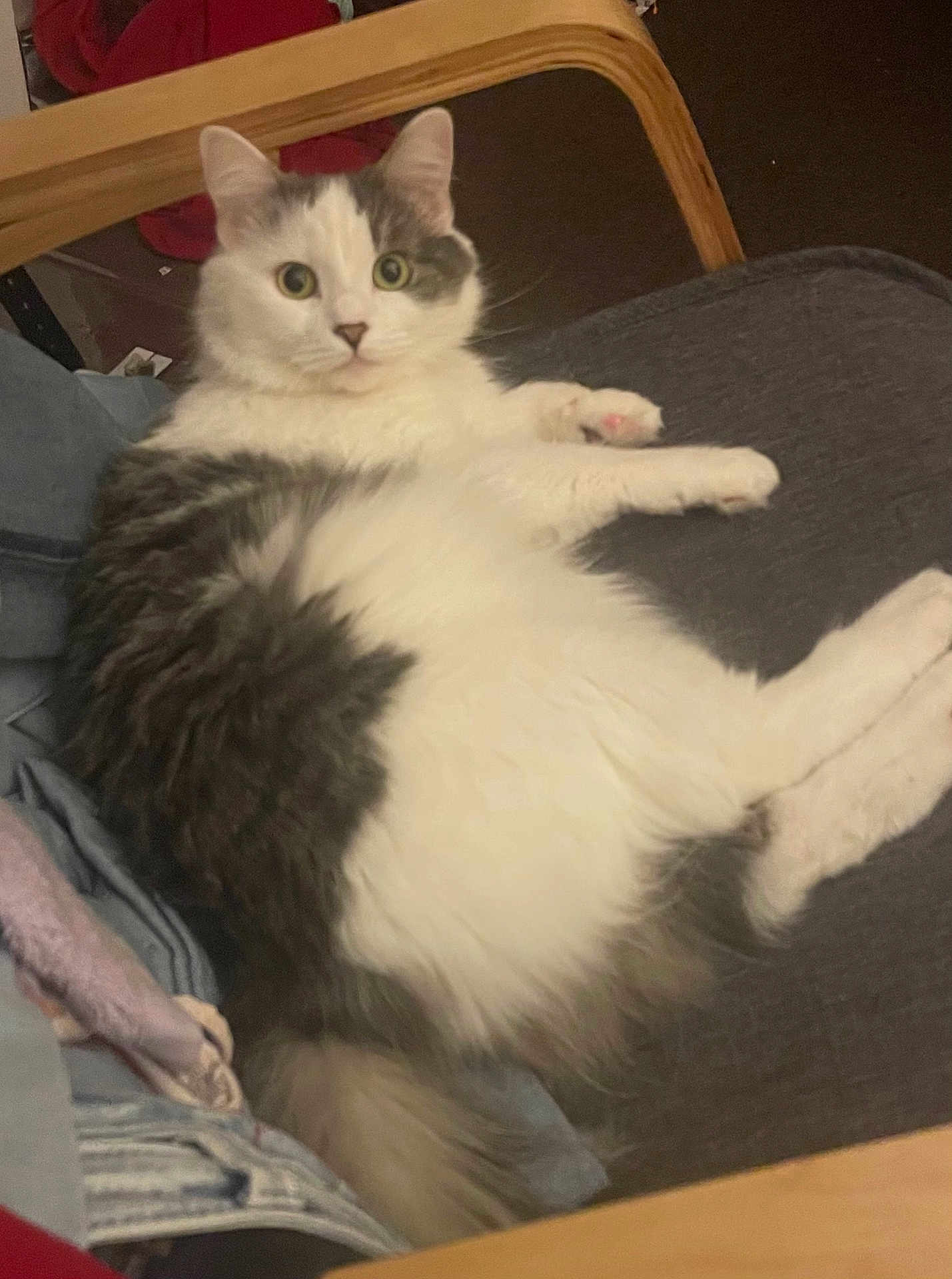 Hutuna joined the competition — help win amazing prizes! cat, fluffy, white, gray, indoor, chair, furniture, pet, animal, relaxed, wide_eyes, long_fur, seated, cute, domestic, cozy, home, wood, resting, curious