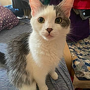 Hutuna joined the competition — help win amazing prizes! cat, white_cat, gray_cat, pet, animal, indoor, bed, fabrics, clothes, curious, sitting, closeup, feline, whiskers, ears, eyes, fur, domestic_animal, household, cozy