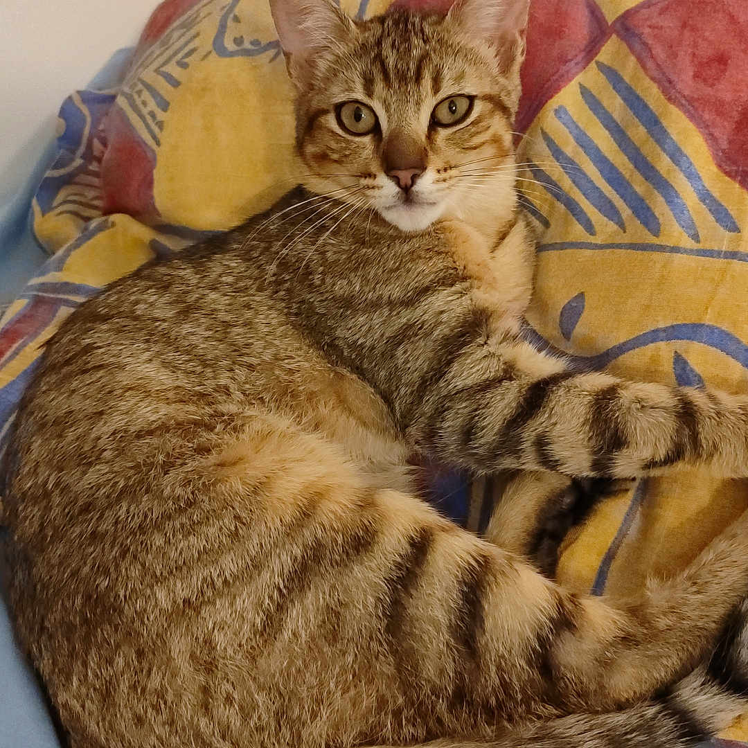 Lucky a rejoint le concours — aidez-le/la à gagner de superbes lots ! animal, bed, blanket, cat, cozy, curious, cute, ears, eyes, feline, fur, indoor, patterned, pet, pillow, resting, striped, tabby, tail, whiskers