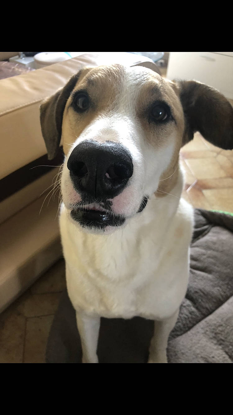 Happy participe au concours pour gagner de l'argent avec cette photo : ancient_dog_breeds, canidae, carnivore, companion_dog, dog, dog_breed, fawn, labrador_retriever, mammal, nose, potcake_dog, rare_breed_dog, russell_terrier, snout, sporting_group, street_dog, vertebrate, whiskers