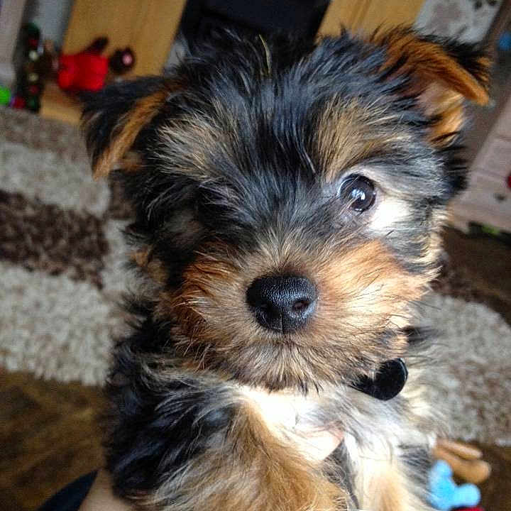 Titch