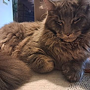 Rikiki a rejoint le concours — aidez-le/la à gagner de superbes lots ! cat, fluffy, gray, indoor, relaxed, sleepy, fur, pet, animal, closeup, whiskers, tail, paw, cozy, texture, houseplant, home, resting, cute, domestic