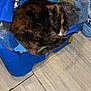 cat, tortoiseshell_cat, water_bottles, plastic_packaging, floor, indoor, pet, curled_up, cozy, resting, animal, sleeping, blue, clear_bottles, tile_floor, domestic_cat, whiskers, fur, packaging, household