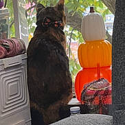 Touka is registered to the contest to win money with this photo: cat, window, pumpkin_decor, tree, indoor, collar, fabric, fan, bottle, furniture, leaf, animal, seasonal, orange, white, green, decor, sitting, household, background