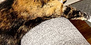 Touka joined the competition — help win amazing prizes! cat, tabby, yellow_collar, couch, gray, armrest, sleeping, relaxed, indoor, home, furniture, slippers, floor, wood, clothing, pet, animal, stretching, cozy, resting