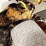 cat, tabby, yellow_collar, couch, gray, armrest, sleeping, relaxed, indoor, home, furniture, slippers, floor, wood, clothing, pet, animal, stretching, cozy, resting