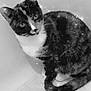 cat, black_and_white, sitting, feline, pet, whiskers, tail, sparkles, close_up, indoor, animal, cute, fur, eyes, portrait, looking, corner, monochrome, calm, domestic_animal