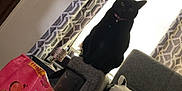 Mercy joined the competition — help win amazing prizes! black_cat, cat, collar, pink, couch, armrest, window, curtains, plush_pillow, cat_food_bag, living_room, indoor, furniture, pet, domestic_animal, gray_furniture, decor, window_light, sitting, pet_accessories