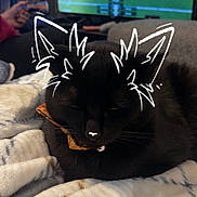 Mercy joined the competition — help win amazing prizes! black_cat, cat, sleeping, blanket, collar, indoor, television, football_game, hand, person, couch, soft_texture, doodle_art, whiskers, ears, relaxing, pet, feline, cozy, living_room