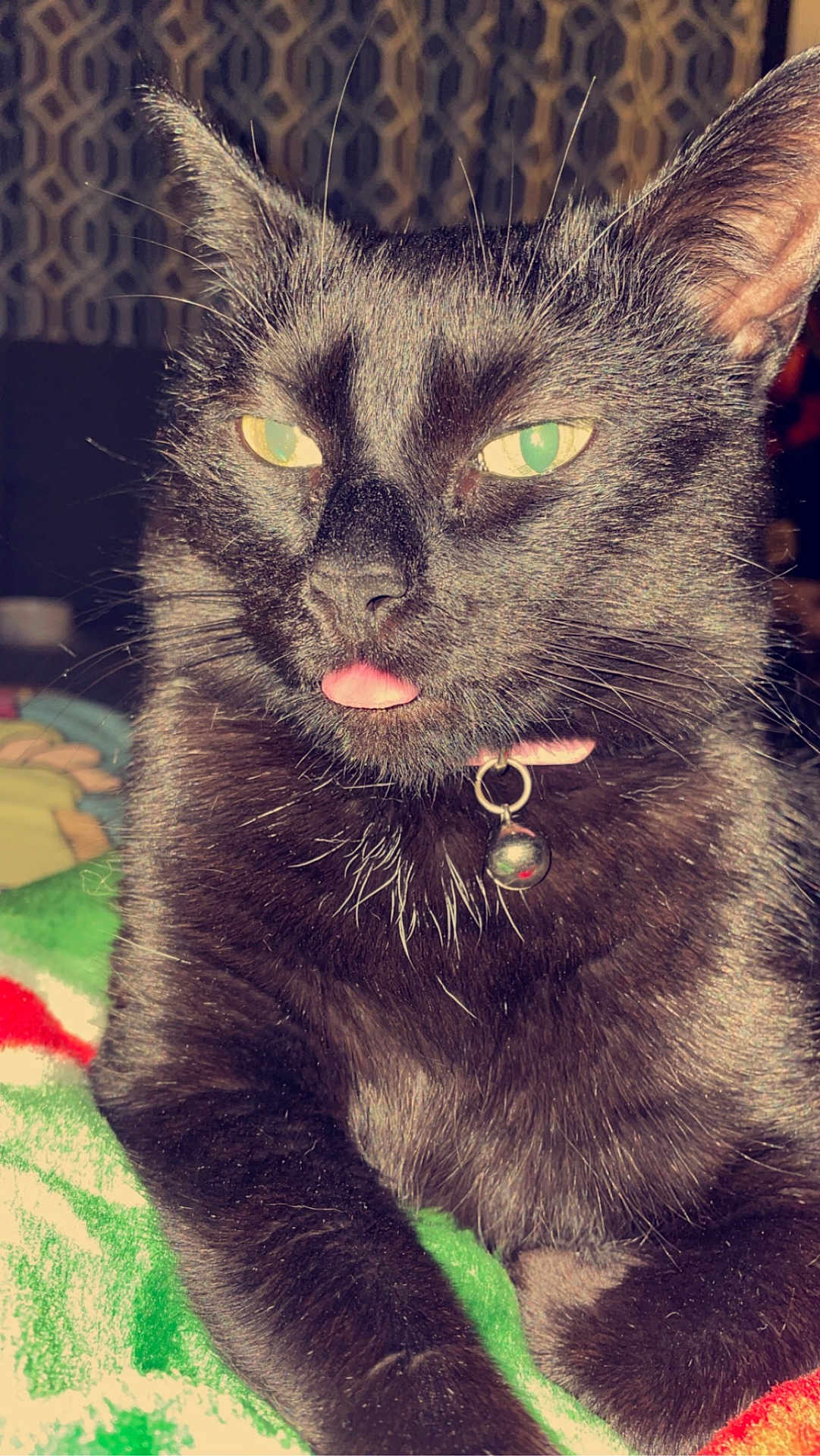 Mercy is registered to the contest to win money with this photo: black_cat, cat, pet, animal, close_up, tongue_out, collar, bell, feline, whiskers, indoor, resting, fur, green_eyes, cute, portrait, blanket, soft_light, domestic_animal, relaxed